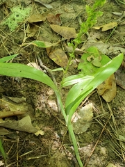 Platanthera flava flava