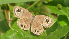 Ypthima baldus