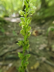 Platanthera flava flava