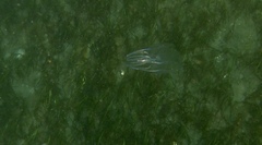 Bolinopsis microptera