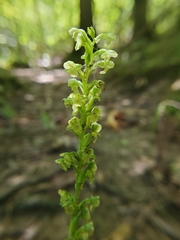 Platanthera flava flava