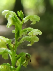 Platanthera flava flava