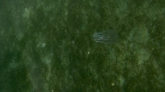 Bolinopsis microptera