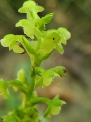 Platanthera flava flava