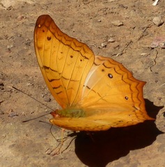 Vindula dejone erotella