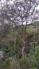 Ocotea sericea