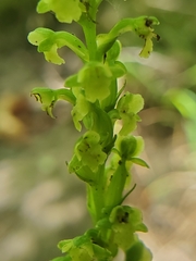 Platanthera flava flava