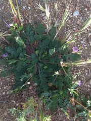 Erodium brachycarpum