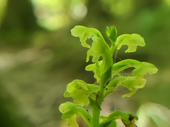Platanthera flava flava