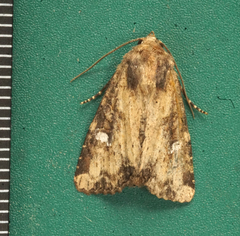 Helotropha reniformis