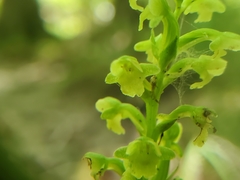Platanthera flava flava