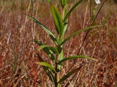 Epilobium pallidiflorum
