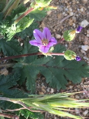 Erodium brachycarpum