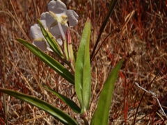 Epilobium pallidiflorum