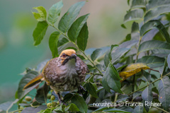 Straw-Headed Bulbul photo 3