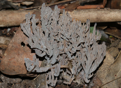 Clavulina tasmanica