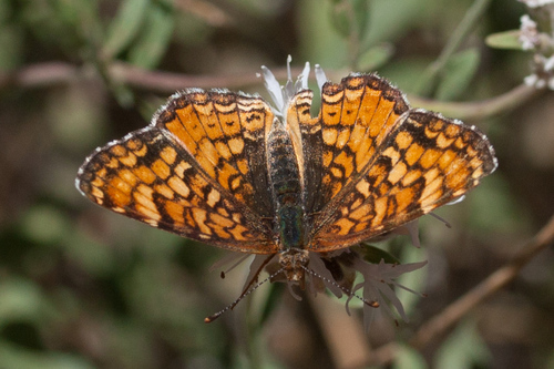 iNaturalist observation photo of Northern Checkerspot