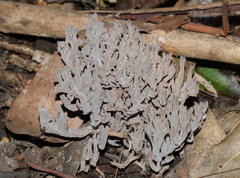 Clavulina tasmanica