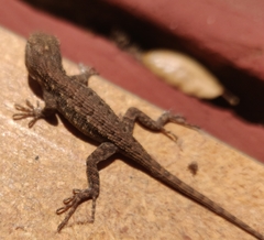 Sceloporus occidentalis