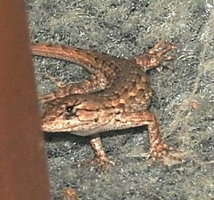 Sceloporus occidentalis