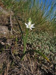 Ornithogalum concinnum