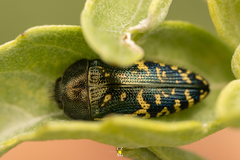 Acmaeodera flavopicta