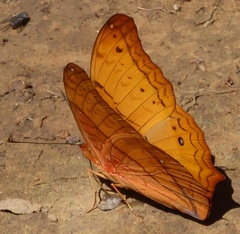 Vindula dejone erotella