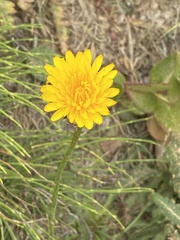 Agoseris apargioides