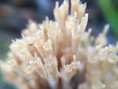 Artomyces austropiperatus
