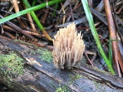 Artomyces austropiperatus