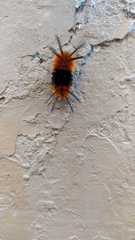 Turuptiana