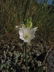 Ornithogalum concinnum