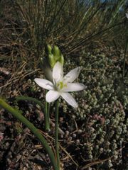 Ornithogalum concinnum