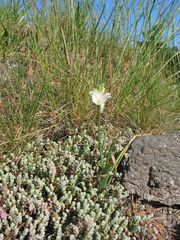 Ornithogalum concinnum