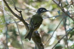 Vireo atricapilla
