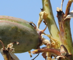 Myrmecocystus