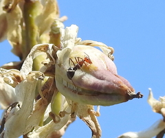 Myrmecocystus