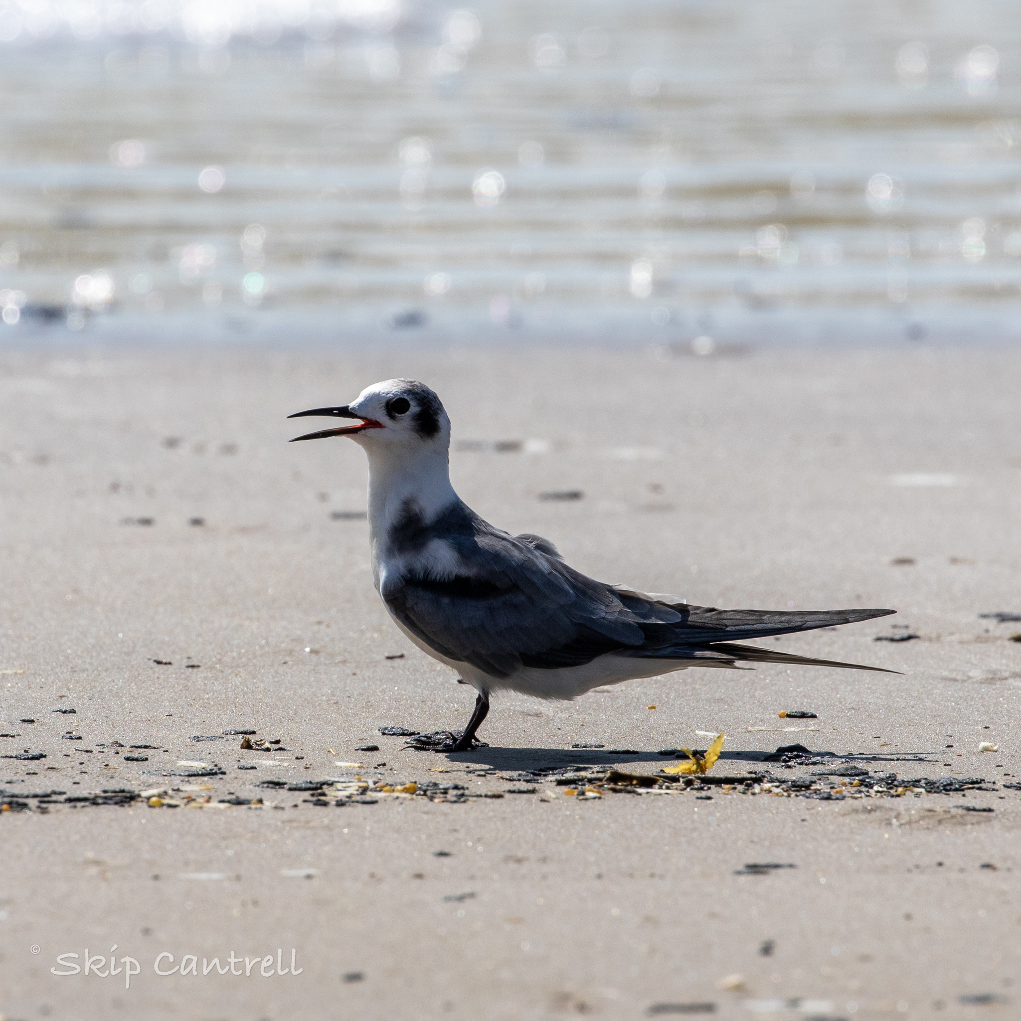 Black Tern