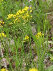 Rorippa pyrenaica