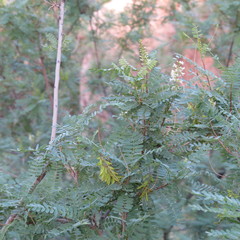 Eysenhardtia orthocarpa