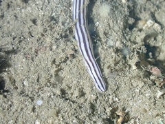 Baseodiscus quinquelineatus
