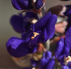 Psorothamnus arborescens