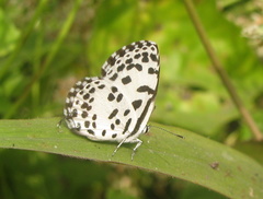 Castalius rosimon