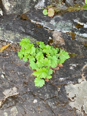 Heuchera glabra