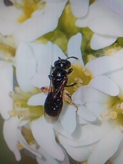 Ceratina cucurbitina