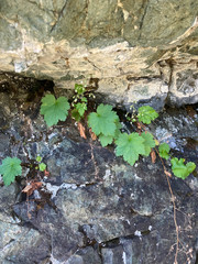 Heuchera glabra