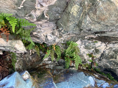 Polypodium amorphum