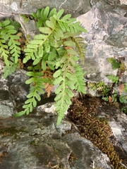 Polypodium amorphum