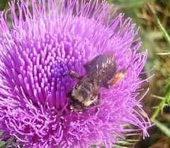 Melissodes desponsus