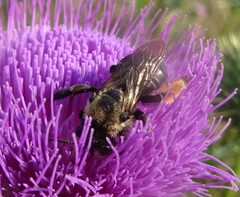 Melissodes desponsus